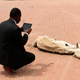 An aid worker using an iPad films the rotting carcass of a cow in Wajir near the Kenya-Somalia border, July 23, 2011.